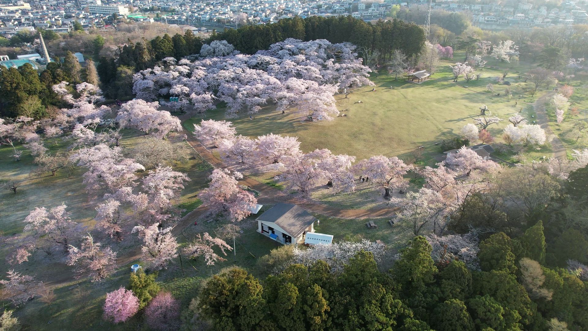 Aerial view of cherry blossoms